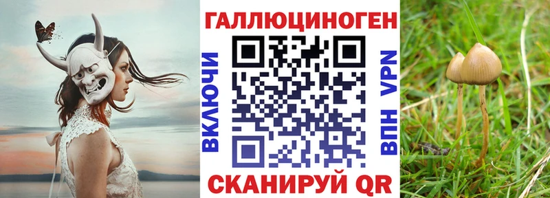 дарнет шоп  Усть-Кут  Псилоцибиновые грибы GOLDEN TEACHER 